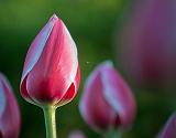 Sleeping Tulips_DSCF02002
